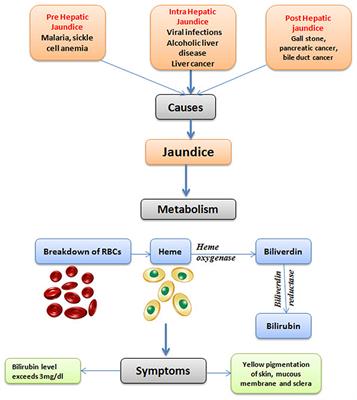 Ethnopharmacological Approaches for Therapy of Jaundice: Part I